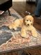Golden Doodle Puppies for sale in Melissa, TX, USA. price: NA