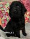 Golden Doodle Puppies for sale in Lexington, KY, USA. price: $600