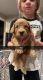 Golden Doodle Puppies for sale in Springfield, IL, USA. price: NA