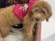 Golden Doodle Puppies for sale in North Miami, FL 33168, USA. price: NA
