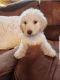 Golden Doodle Puppies for sale in Rich Creek, VA 24147, USA. price: NA