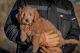 Golden Doodle Puppies for sale in Eagle Mountain, UT 84043, USA. price: NA