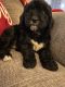 Golden Doodle Puppies for sale in Godwin, NC 28344, USA. price: NA