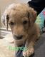 Golden Doodle Puppies for sale in Burleson, TX, USA. price: NA