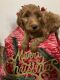 Golden Doodle Puppies for sale in Austin, TX, USA. price: $1,100