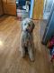 Golden Doodle Puppies for sale in Frostproof, FL 33843, USA. price: NA