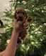 Golden Doodle Puppies for sale in Kuna, ID, USA. price: NA
