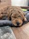 Golden Doodle Puppies for sale in Modesto, CA, USA. price: $1,500