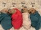 Golden Doodle Puppies for sale in London, KY, USA. price: $600,800