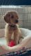 Golden Doodle Puppies for sale in Charlotte, NC, USA. price: $1,700