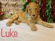 Golden Doodle Puppies for sale in Gainesville, FL, USA. price: NA