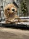 Golden Doodle Puppies for sale in North Las Vegas, NV, USA. price: NA