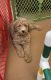 Golden Doodle Puppies for sale in Menifee, CA, USA. price: NA