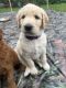 Golden Doodle Puppies for sale in Bradenton, FL, USA. price: $1,800