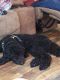 Golden Doodle Puppies for sale in Somerset, KY, USA. price: $800
