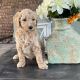 Golden Doodle Puppies for sale in Chicago, IL, USA. price: $1,500