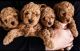 Golden Doodle Puppies for sale in New York, NY, USA. price: $500