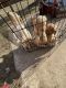 Golden Doodle Puppies for sale in Dallas, TX, USA. price: $1,300