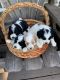 Golden Doodle Puppies for sale in Eugene-Springfield, OR, OR, USA. price: NA