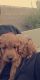 Golden Doodle Puppies for sale in Las Vegas, NV 89138, USA. price: $1,900