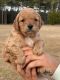 Golden Doodle Puppies for sale in Murrells Inlet, SC 29576, USA. price: $2,200