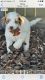 Golden Doodle Puppies for sale in Greenville, NC, USA. price: NA