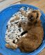 Golden Doodle Puppies for sale in Foley, AL, USA. price: NA