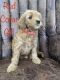Golden Doodle Puppies for sale in Sparta, TN 38583, USA. price: NA