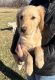 Golden Doodle Puppies for sale in Wichita, KS, USA. price: $700