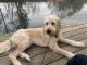 Golden Doodle Puppies for sale in Augusta, GA 30909, USA. price: NA