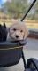 Golden Doodle Puppies for sale in Foley, AL, USA. price: $650
