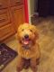 Golden Doodle Puppies for sale in Sweetwater, TN 37874, USA. price: $900