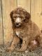 Golden Doodle Puppies for sale in Pace, FL 32571, USA. price: $1,000