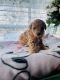 Golden Doodle Puppies for sale in Fresno, CA, USA. price: $1,100
