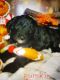 Golden Doodle Puppies for sale in Midland, MI, USA. price: $1,000