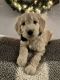 Golden Doodle Puppies for sale in Tangent, OR 97389, USA. price: NA