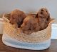 Golden Doodle Puppies for sale in Irvine, CA 92618, USA. price: $1,400