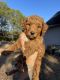 Golden Doodle Puppies for sale in Atlanta, GA, USA. price: $3,200