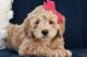 Golden Doodle Puppies for sale in Orem, UT, USA. price: NA