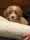 Golden Doodle Puppies for sale in Farmington Hills, MI, USA. price: NA