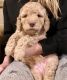 Golden Doodle Puppies for sale in Macon, GA, USA. price: $2,300