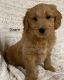 Golden Doodle Puppies for sale in 288 Mahanoy Creek Ln, Herndon, PA 17830, USA. price: NA