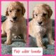Golden Doodle Puppies for sale in Modesto, CA 95350, USA. price: $500
