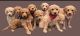 Golden Doodle Puppies for sale in Sumter, SC, USA. price: $1,500