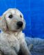 Golden Doodle Puppies for sale in Waddell, AZ 85355, USA. price: $1,200