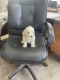 Golden Doodle Puppies for sale in Stewartville, MN 55976, USA. price: NA