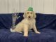 Golden Doodle Puppies for sale in Owenton, KY 40359, USA. price: NA