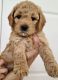 Golden Doodle Puppies for sale in Dumfries, VA, USA. price: $950