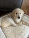 Golden Doodle Puppies for sale in Colfax, NC, USA. price: $500