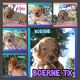 Golden Doodle Puppies for sale in Boerne, TX 78006, USA. price: $149,999